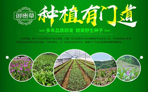 白芨3.jpg