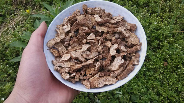 汇农金源农博金草苍术种植 满足更多区域的种植需求