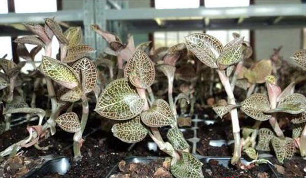 鑫希望金线莲种植成活率高 科学种植让种植价值更高
