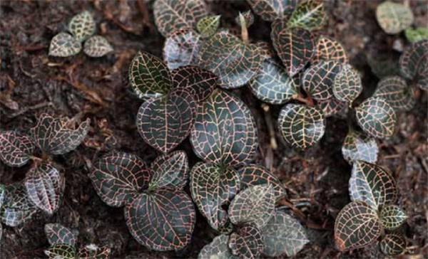 鑫希望金线莲种植加盟技术革新 生长周期短成活率高