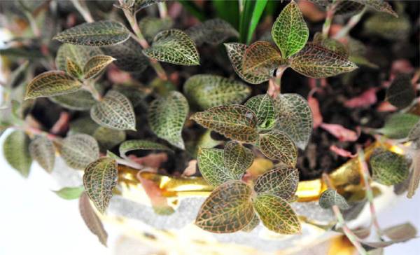 农博金草金线莲种植加盟 是一个比较明智的创业决定