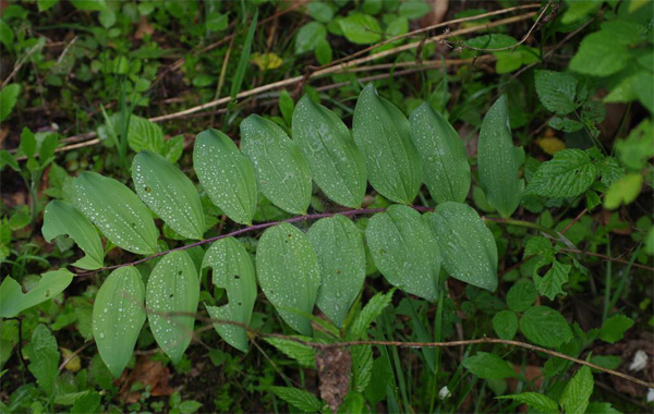 农博金草黄精种植加盟 长期为种植户提供便捷服务