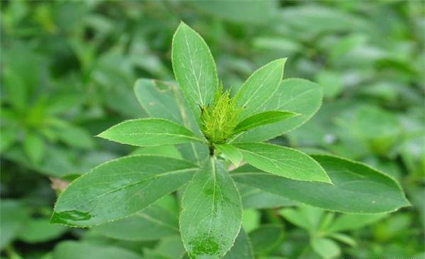 农博金草苍术种植加盟 成为人们所关注的创业领域