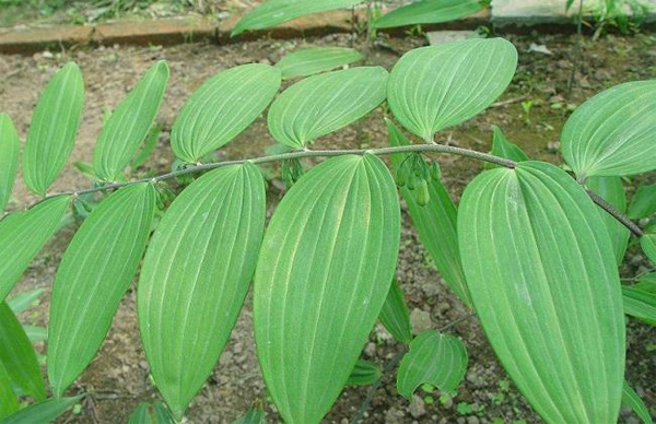 鑫希望黄精种植加盟放心种植 给人们带来很好商机