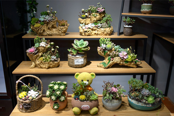 流星花园花卉加盟好项目 满足创业助你轻松开店创业