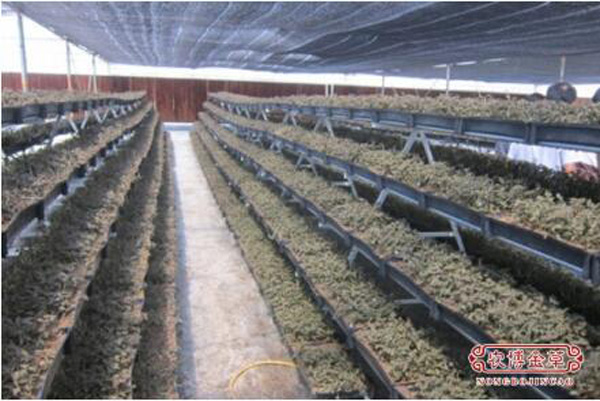 湖北汇农金源农博金草金线莲 满足更多区域的种植需求