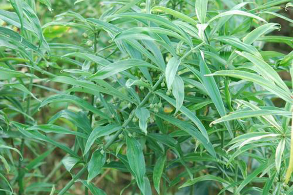 湖北百草堂黄精种植 好项目为大家的事业保驾护航