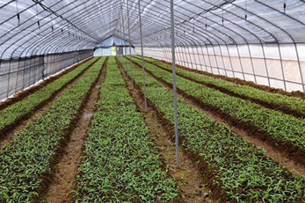 湖北百草堂白芨种植 助您轻松实现自主创业梦想