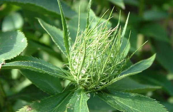 湖北百草堂苍术种植 大众瞩目赢得种植户高度认可