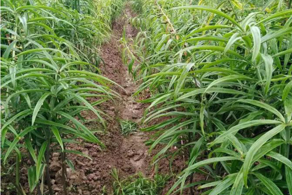 湖北百草堂黄精种植，用绿色理念播种以科技收获事业