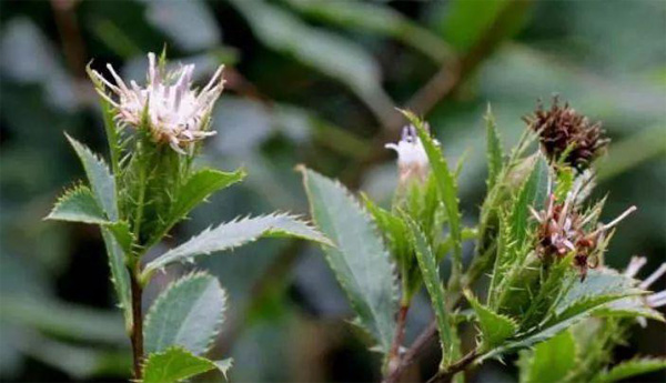 湖北百草堂苍术种植，中药材种植播种希望收获未来