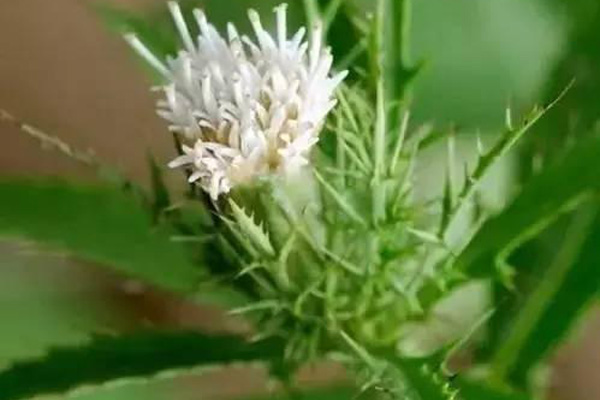 湖北百草堂苍术种植，科技赋能带来事业增长新方向